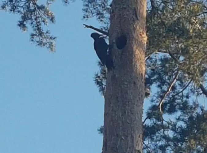 Pod Czarnym Dzieciolem - Dom Z Widokiem I Prywatna Balia Mazowki